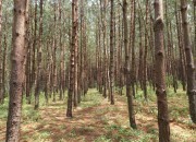 Gravação e informação do Webinar “Pinus patula em África”